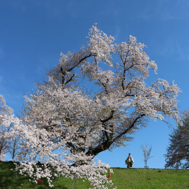 澱川河川公園：在“櫻花雨中漫步，心情瞬間升級” 🌸🚶‍♂️