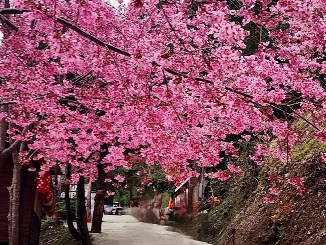 霞喀羅櫻花谷賞櫻美景