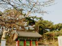 釜山的春天：在Suyeong Folklore Conversion Association欣賞白櫻花 🌸📸