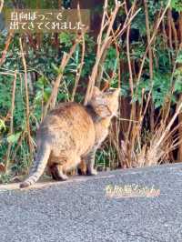 【東京】月替わり・猫御朱印がかわいい神社✨