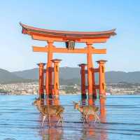 Miyajima Island ,Hiroshima