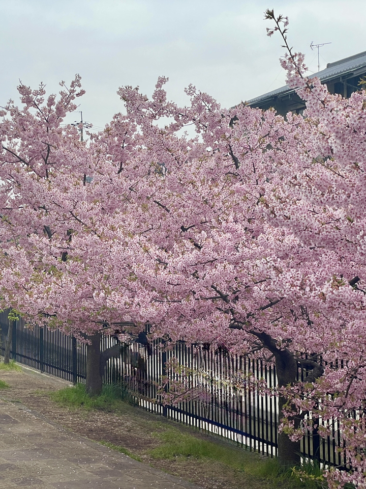 古都櫻 京都｜古都最著急開的櫻花淀水路河津櫻成德學院早開足柄櫻｜Trip