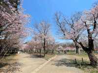 Maruyama Park