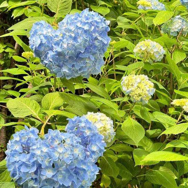 額田山展望台 | 城市繁華中的靜謐