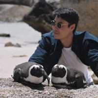 แพลนเดินทางสู่ Boulder beach แอฟริกาใต้