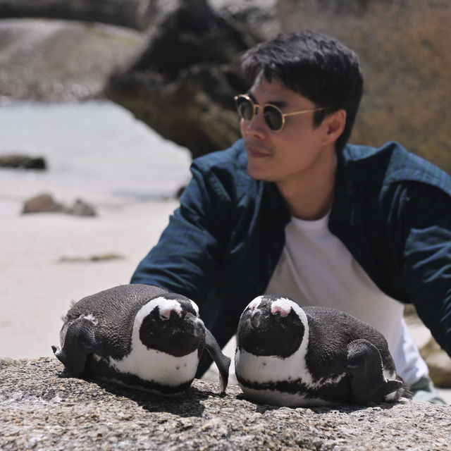 แพลนเดินทางสู่ Boulder beach แอฟริกาใต้