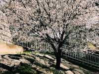 🌸 **釜山三樂江邊公園櫻花觀賞分享** 🌸