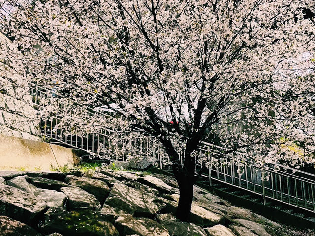 🌸 **釜山三樂江邊公園櫻花觀賞分享** 🌸