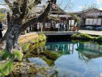 Chasing Sakura at Oshino Hakkai Village
