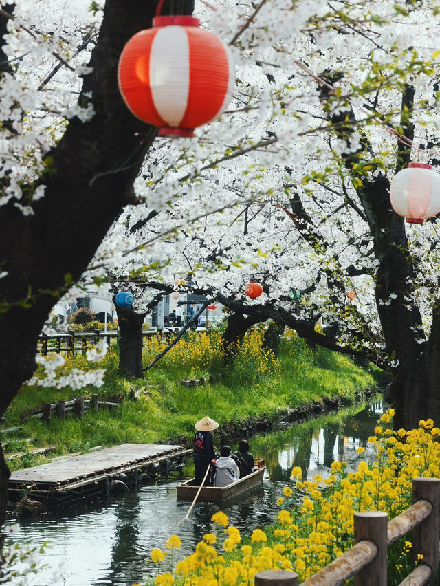 Chasing Sakura at Kawagoe Saitama