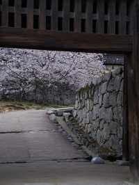【愛媛】行かなきゃ損‼️天守閣と桜の絶景🌸歴史と春を満喫！