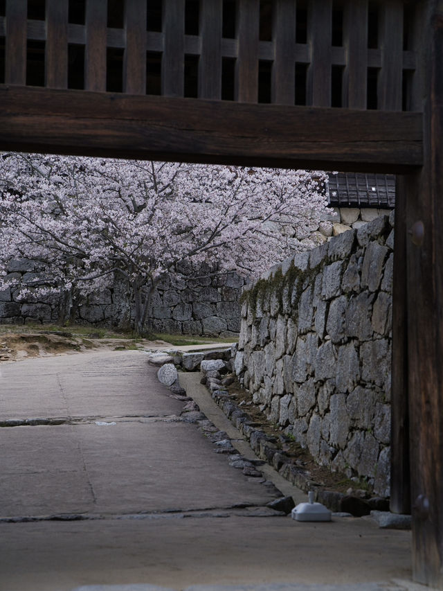 【愛媛】行かなきゃ損‼️天守閣と桜の絶景🌸歴史と春を満喫！
