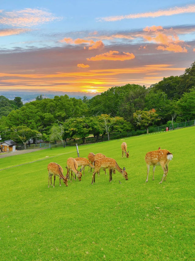 奈良日帰り旅行攻略｜鹿と桜、春限定のロマンチック旅