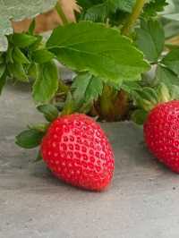 DARJEELING HIMALAYAN STRAWBERRIES GARDEN.(Hills Agro-Tourism)