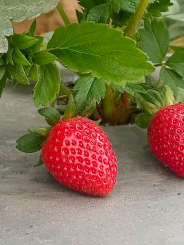 DARJEELING HIMALAYAN STRAWBERRIES GARDEN.(Hills Agro-Tourism)