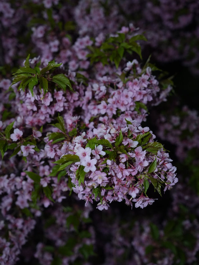 Kyoto | Enjoy the Sakura in full bloom in Kyoto