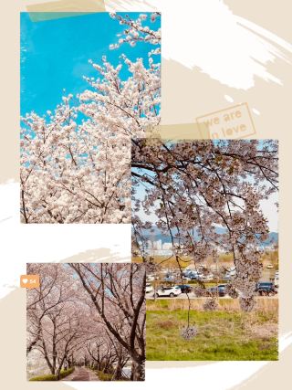 Daejeo's Floral: Spring's Wild Beauty