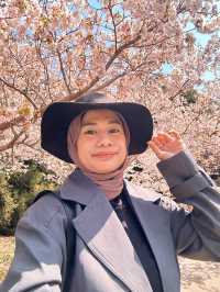 Best place for cherry blossom bloom in Taichung 💐🌸