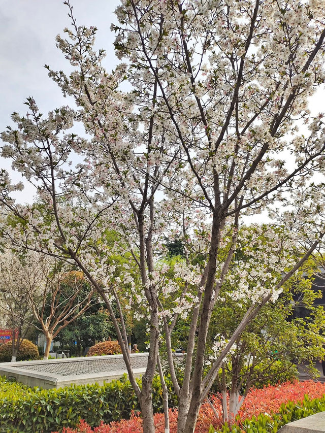 Zhanyuan Garden: Nanjing’s Classical Oasis