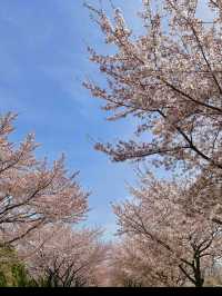 부산 원조 벚꽃터널🌸