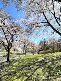 【宮城×春旅】 桜、チューリップ、雪山、青空のの絶景スポット