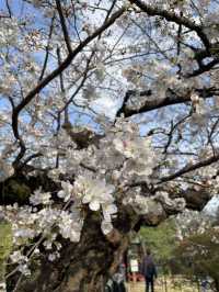 🌸東京/六義園で感じる四季の絶景🌳