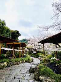 【神奈川県/鎌倉　豪華爛漫✨春ぼたんと桜が楽しめる美しい庭園】