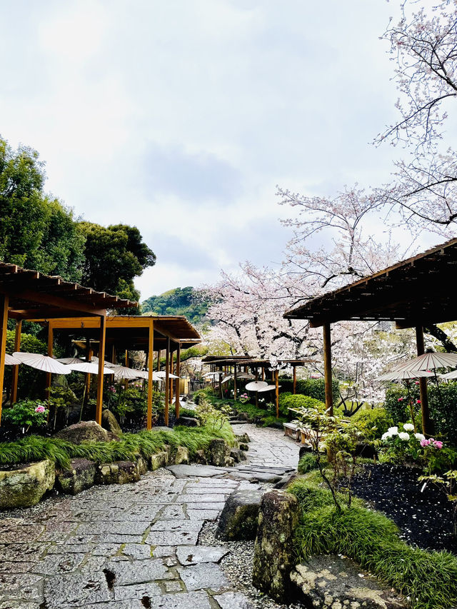 【神奈川県/鎌倉　豪華爛漫✨春ぼたんと桜が楽しめる美しい庭園】