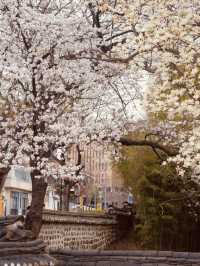 Walking Through Time & Blossoms: Uam Park's Spring Exploration