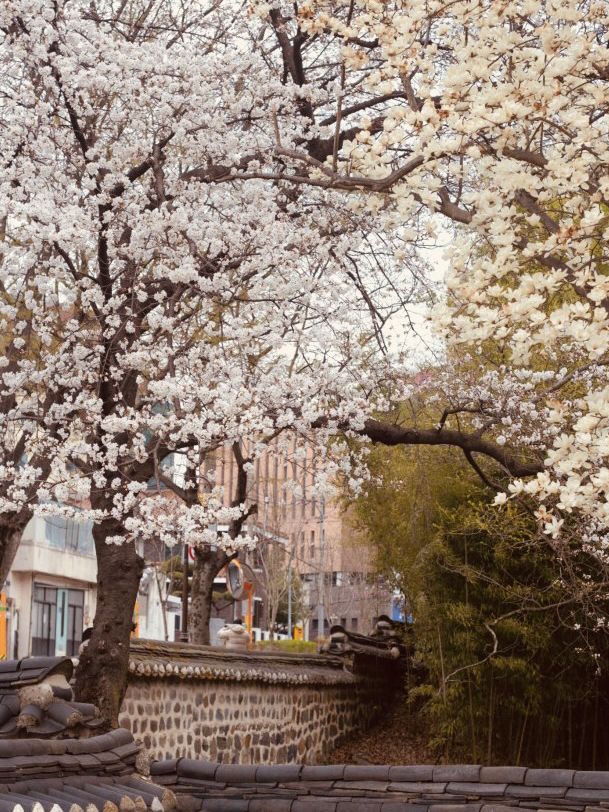 Walking Through Time & Blossoms: Uam Park's Spring Exploration