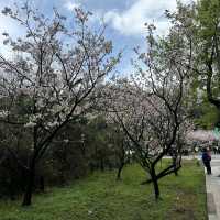 陽明山前山公園