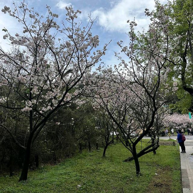 陽明山前山公園