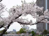 【大阪城｜桜に包まれる春の名所！お城×お花見の最強コンボ🌸🏯】