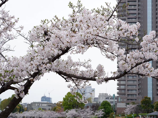 【大阪城｜桜に包まれる春の名所！お城×お花見の最強コンボ🌸🏯】
