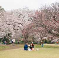 4 พิกัดชมซากุระที่ 'โตเกียว' 🌸🗼