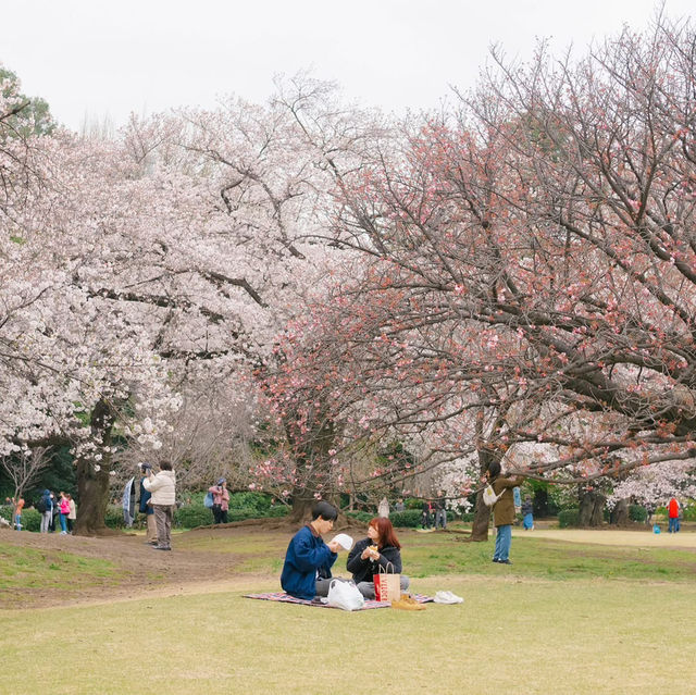 4 พิกัดชมซากุระที่ 'โตเกียว' 🌸🗼