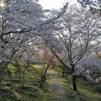 藻巖山·高地櫻花秘境