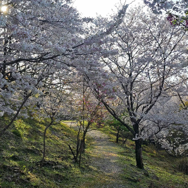 藻巖山·高地櫻花秘境