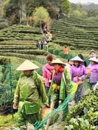 Tea Trails and Temple Tranquility: My Hangzhou Discovery