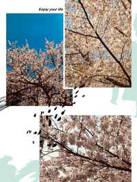 Under a Blossom Canopy: The Enchantment of Yunjung Road