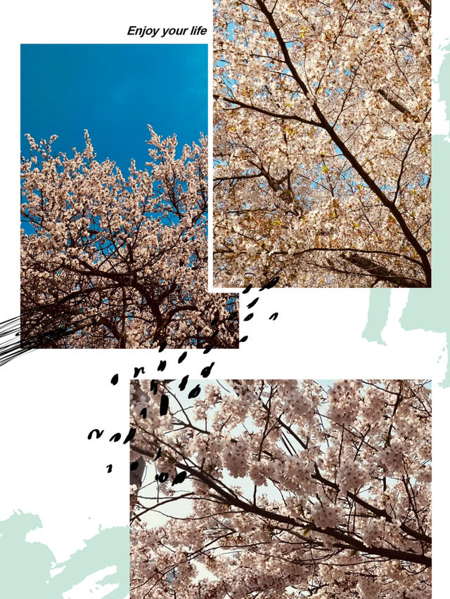 Under a Blossom Canopy: The Enchantment of Yunjung Road