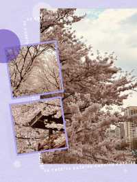 Seoul's Waterside Blooms: Anyangcheon's Picturesque Spring Walk