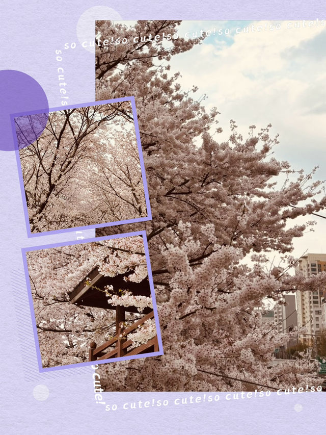 Seoul's Waterside Blooms: Anyangcheon's Picturesque Spring Walk