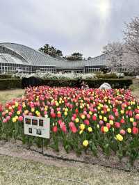 【京都】綺麗なお花に癒される子どもも嬉しいピクニックスポット