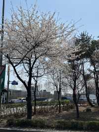 역시 올해도 벚꽃놀이는 이곳에서🌸 양재천 벚꽃길