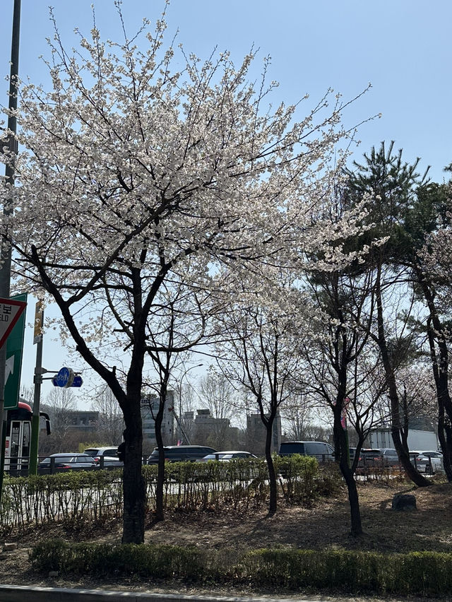 역시 올해도 벚꽃놀이는 이곳에서🌸 양재천 벚꽃길