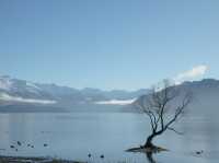 【ニュージーランド】湖畔の絶景とかわいいわんこたち