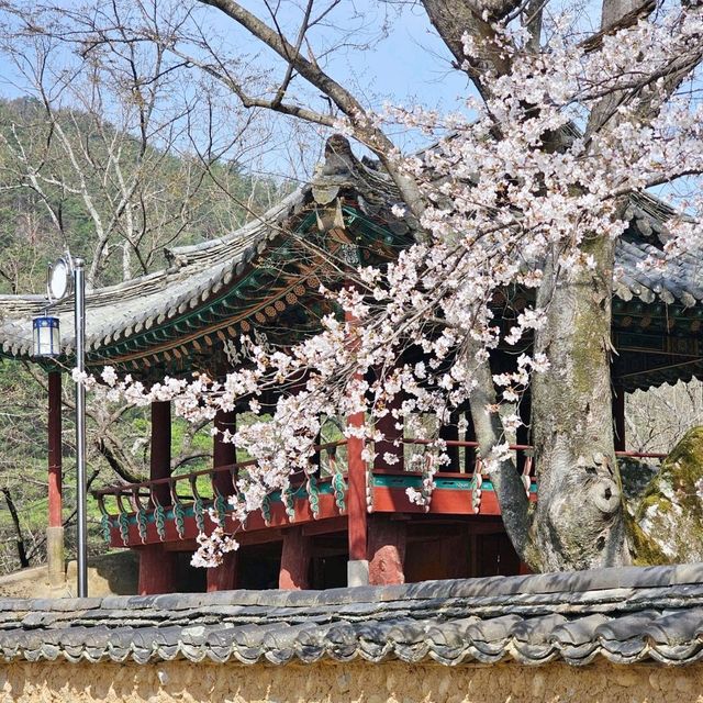 한옥건물과 벚꽃 조합이라니🩷