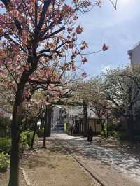 Spring Vibes at Kameido Katori Shrine