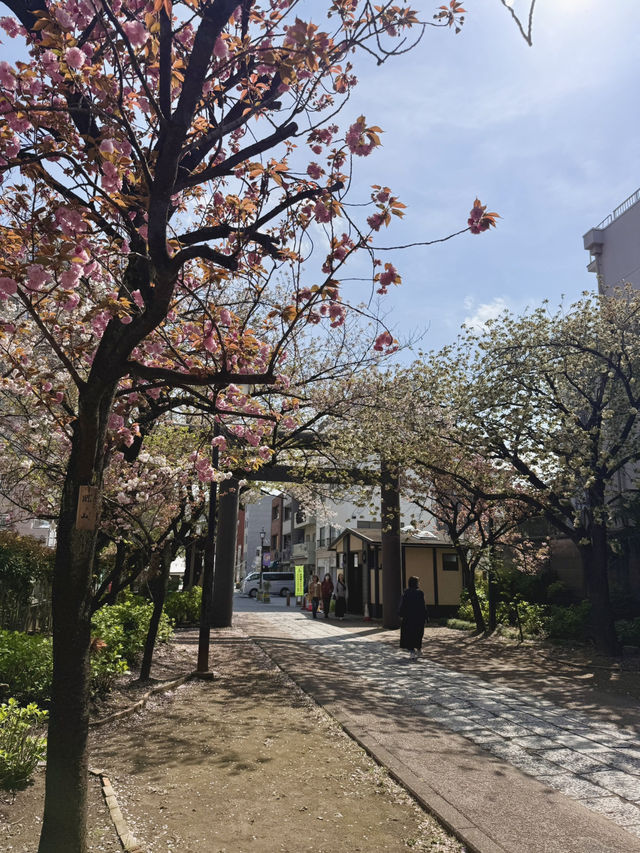 Spring Vibes at Kameido Katori Shrine